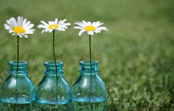 Tри ромашки в бутылках
