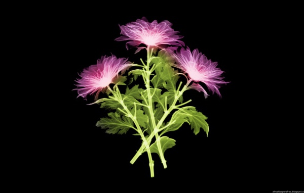 Три цветка на черном фоне