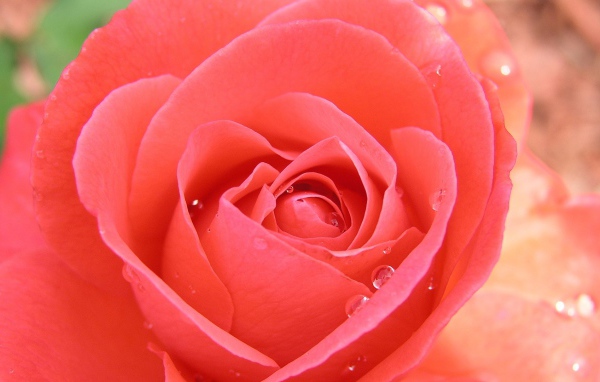 Тропическая роза