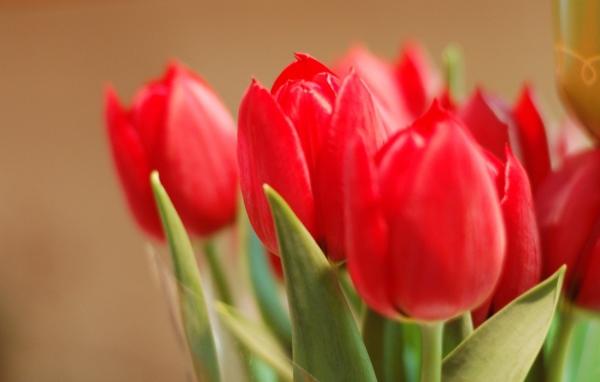 Tюльпаны