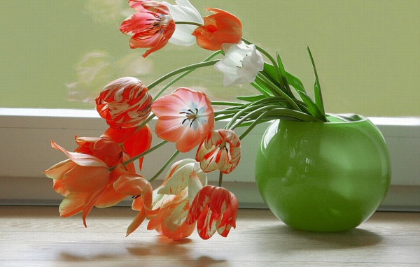 Тюльпаны у окна