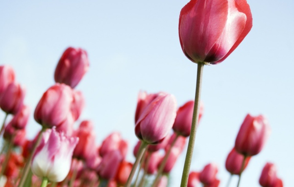 Рост тюльпанов