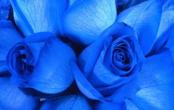 Две синие розы крупным планом