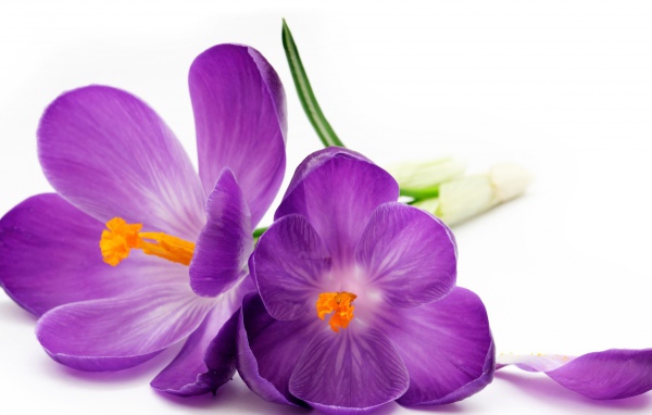 Два фиолетовых цветка