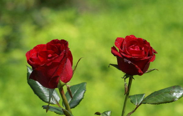 Две красные розы на фоне травы в солнечный день