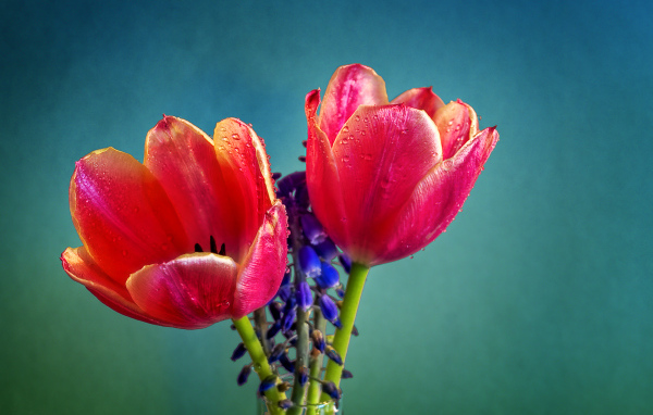 Два красных тюльпана