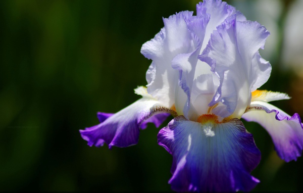 Двухцветный ирис