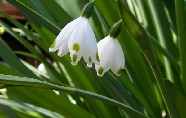 Два белых колокольчика