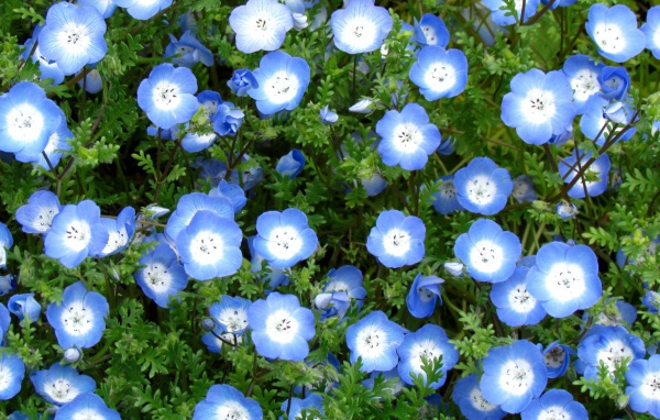 Выращивание цветов вероника в саду