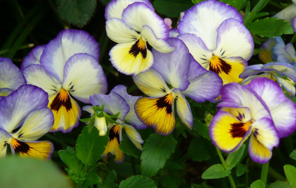 Виолы (фиалки, анютины глазки)