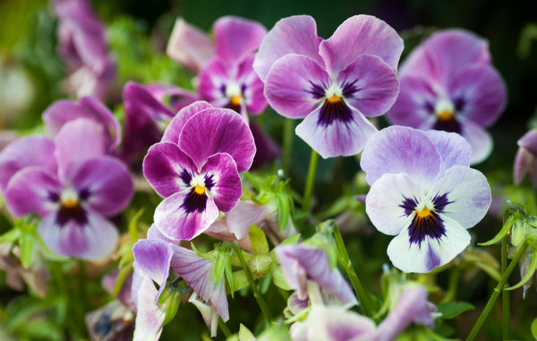Виолы (фиалки, анютины глазки) на лужайке