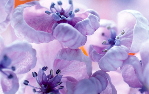 Фиолетовые цветы