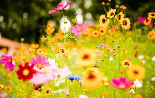 Яркие цветы