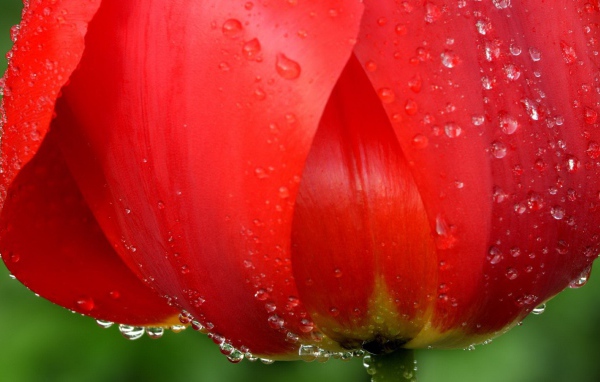 Капли воды на лепестках цветка