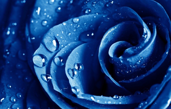 Wet drops blue rose