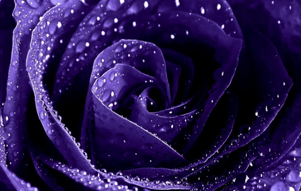 Мокрая фиолетовая роза крупным планом