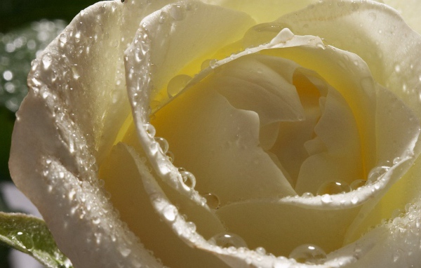 Мокрая белая роза крупным планом