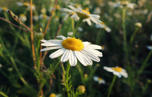Белая ромашка на природе
