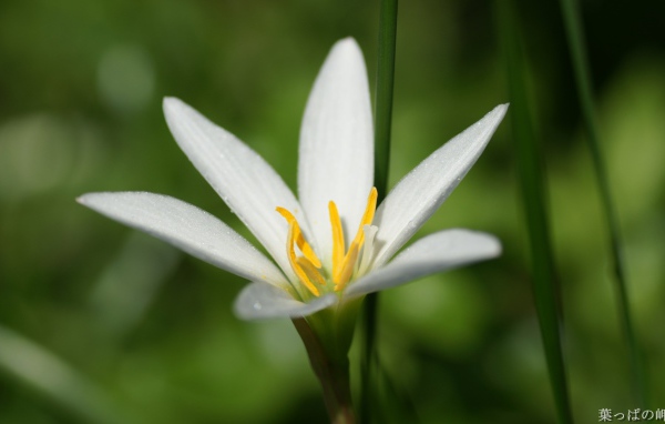 Белая лилия в росе