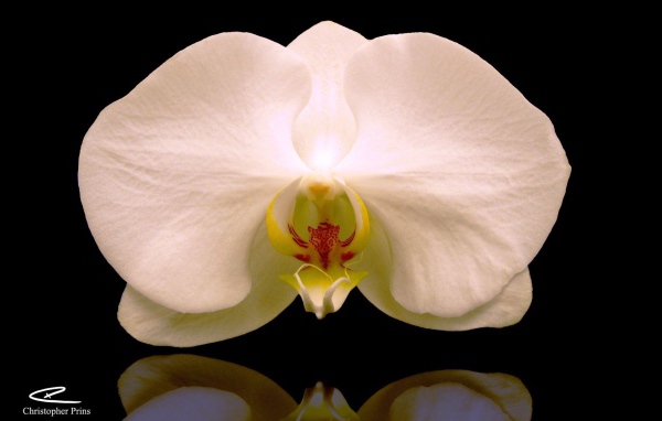 Белая орхидея на черном фоне