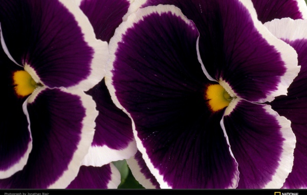 Бело фиолетовые цветы