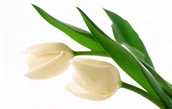 Белые бутоны