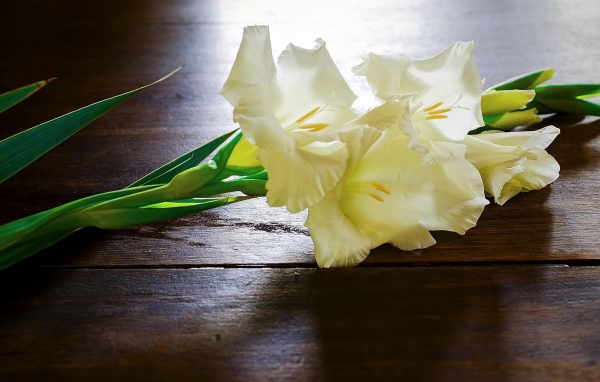 Белые гладиолусы на столе