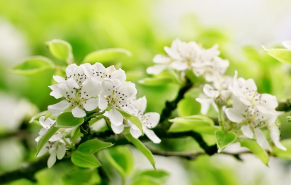 Белый цвет на зеленом фоне