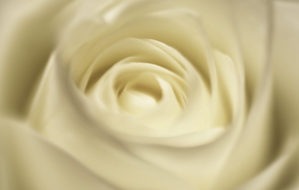 Белая роза, сердцевина крупным планом