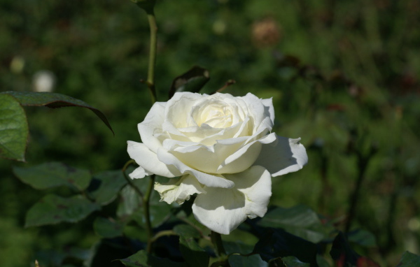 Белая роза распустилась в саду