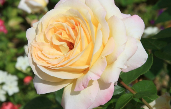 Белая роза на фоне разноцветных цветов