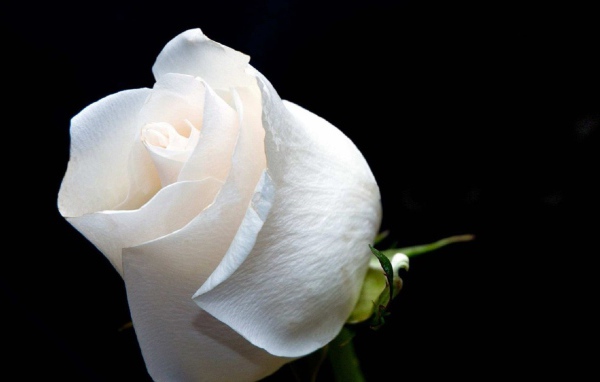 Белая роза на чёрном фоне крупным планом