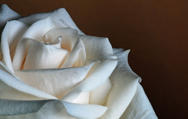 Белая роза на коричневом фоне крупным планом