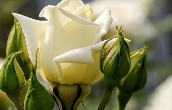 Белые розы цветут в саду