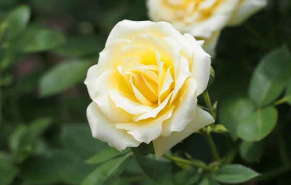 Белые розы в саду