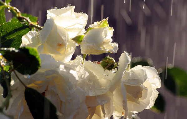 Белые розы под дождём