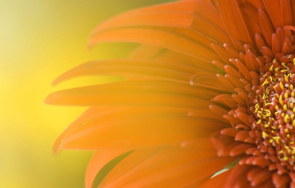 Обои с подсолнухом 