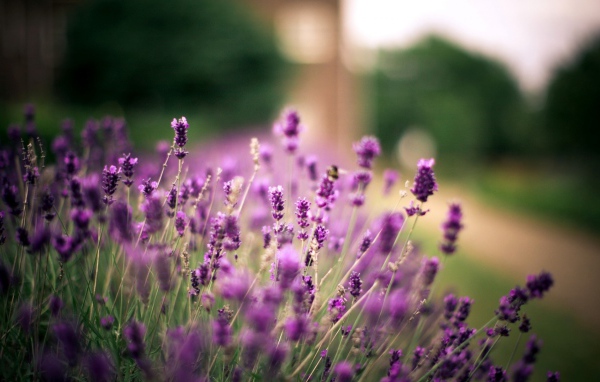 Полевые растения и ветер