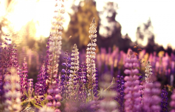 Полевые цветы в лучах солнца