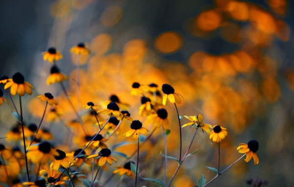 Увядшие в поле цветы