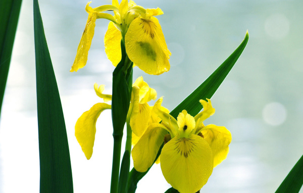 Желтые ирисы