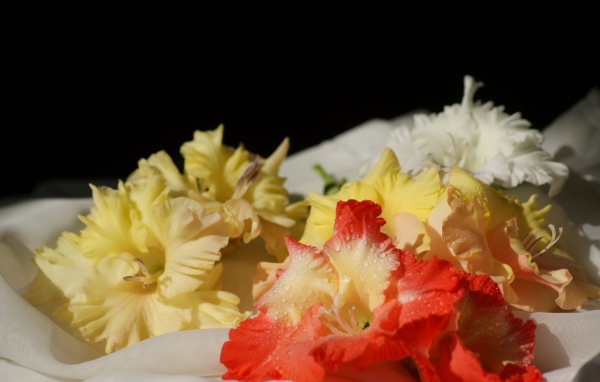 Желтые и красные гладиолусы