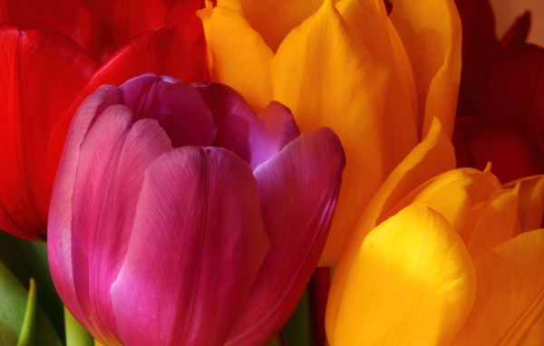 Желтые и красные тюльпаны