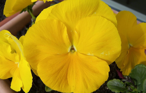 Желтый красивый цветок анютины глазки в горшке