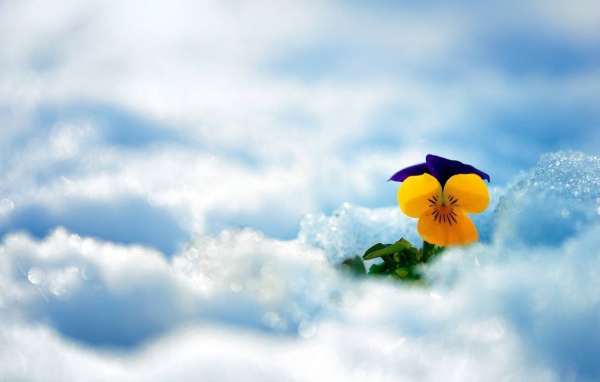 Желтый красивый цветок анютины глазки