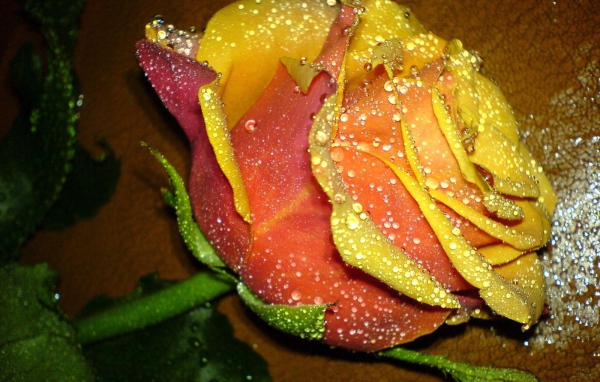 Прекрасная желтая роза