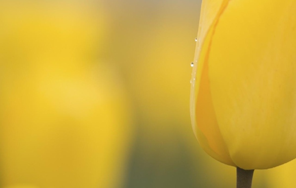 Желтый бутон