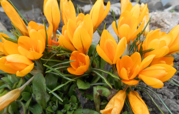 Цветы желтые крокусы на поляне