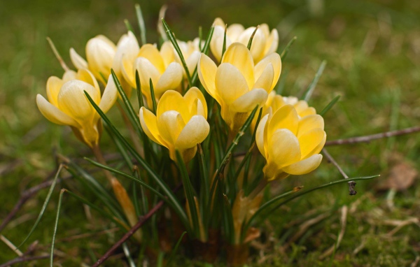 Желтые крокусы на поляне