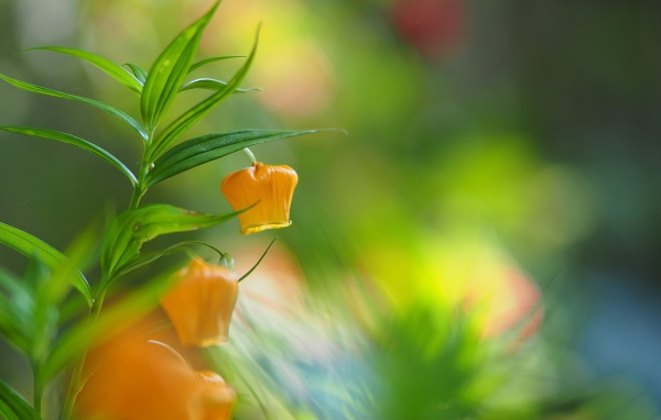 Желтый цветок